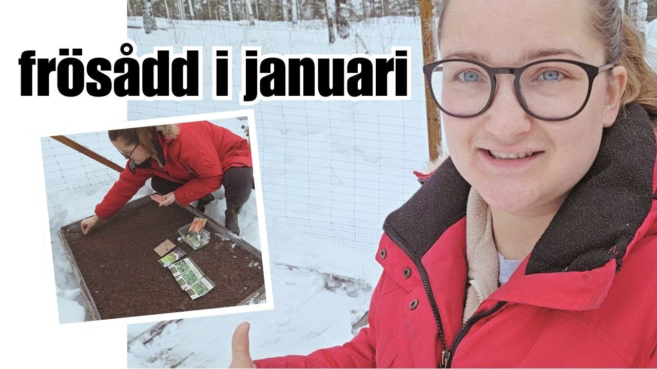 Odlingssäsongen börjar nu i januari - Vintersådd i pallkrage och bredsådd i druvboxar
