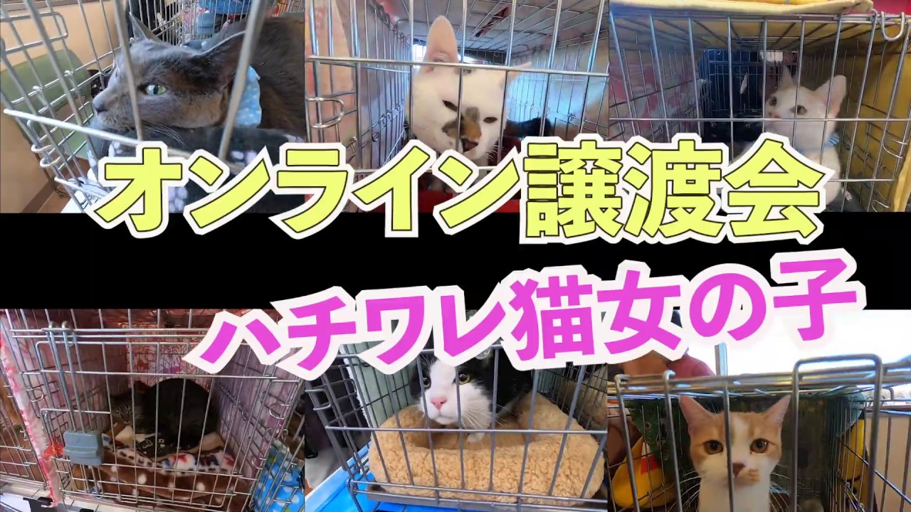 【オンライン譲渡会 14】【2020年7月1日】白黒ハチワレ猫の女の子【いるまドッグキャットの会】