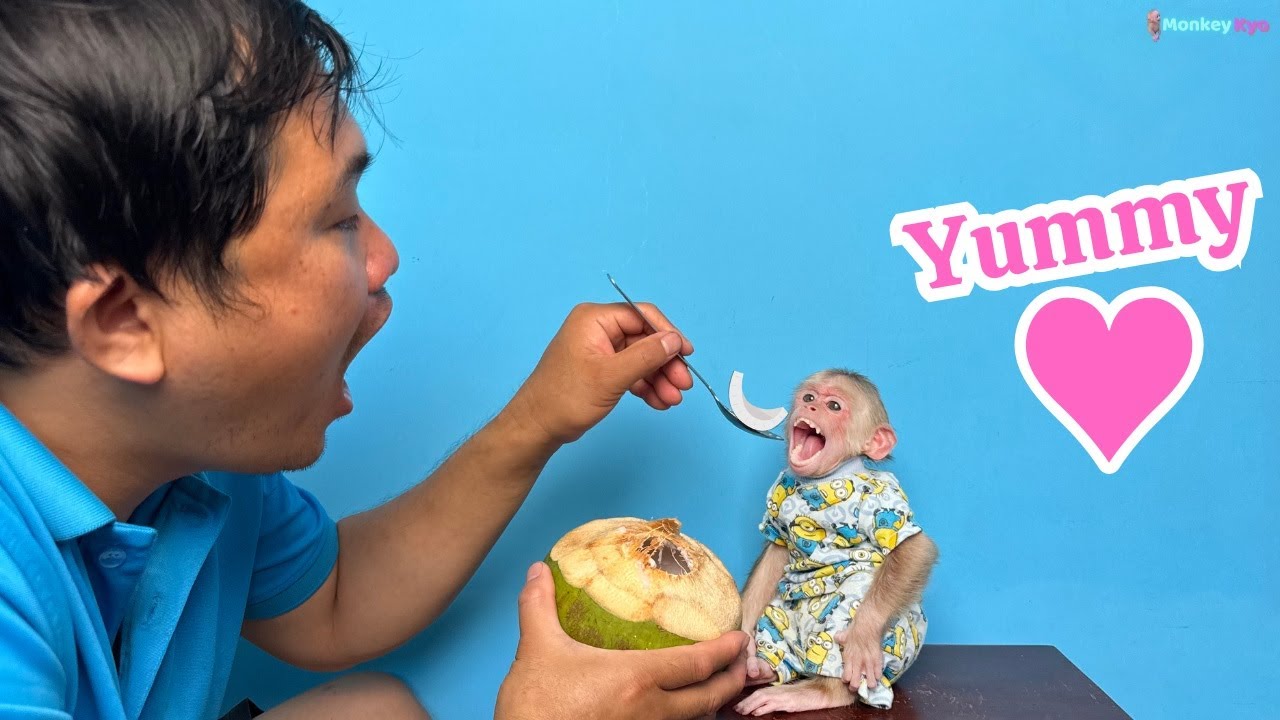 Smart monkey Kyo convinced her dad to buy him coconuts!