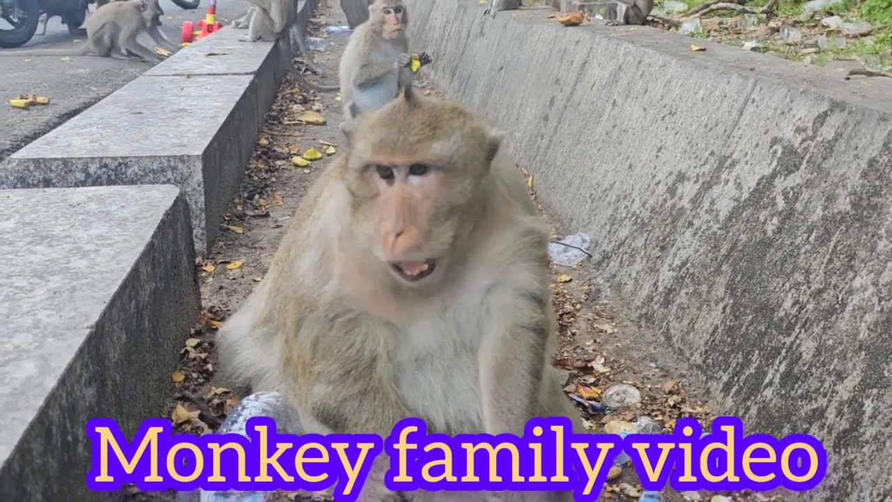 Monkey family video monkey love you #monkey #Short 