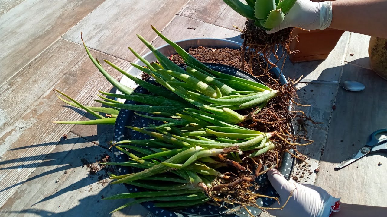 Aloe Vera Yavrularını Ayırdım