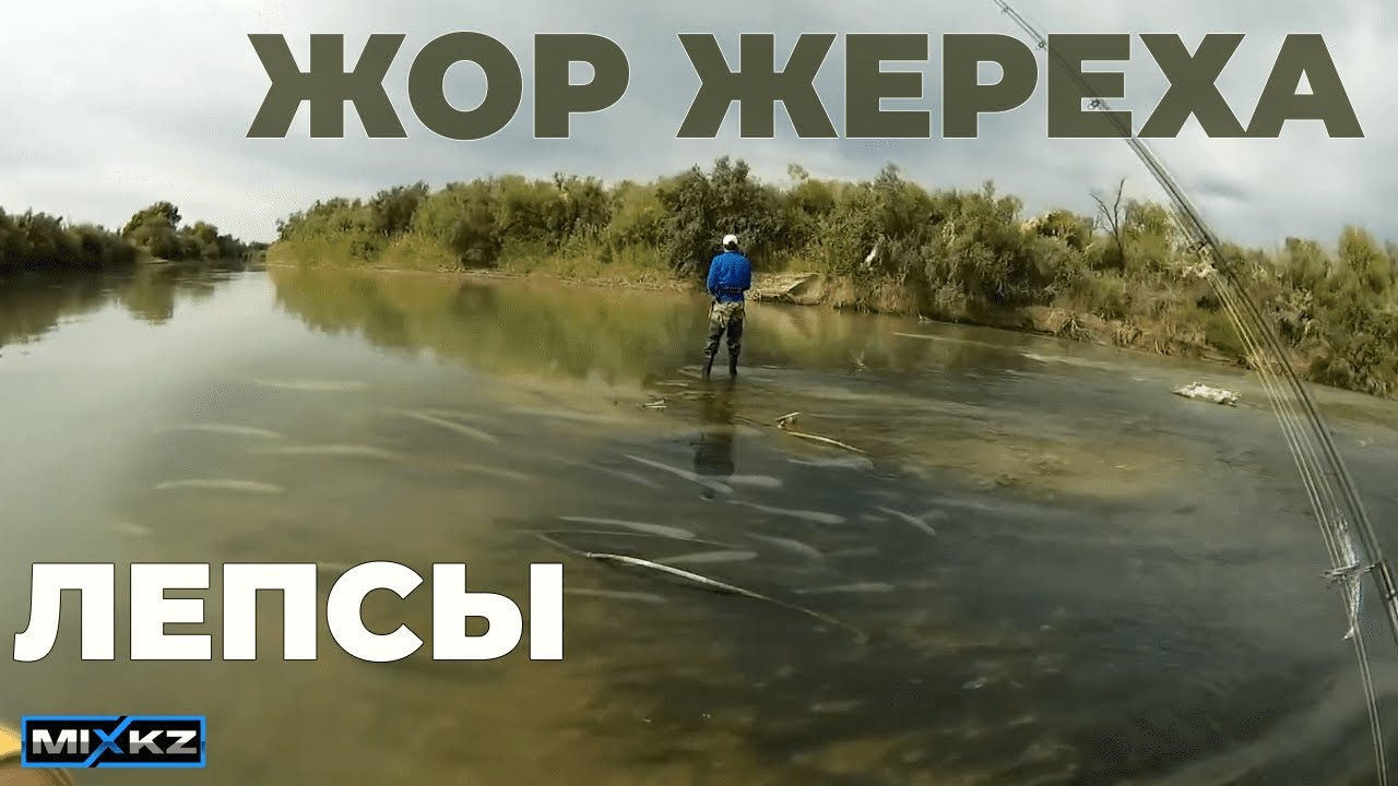 ЖЕРЕХ на каждом забросе, СУПЕР рыбалка, жор жереха, самая уловистая приманка на жереха! Лепсы жерех