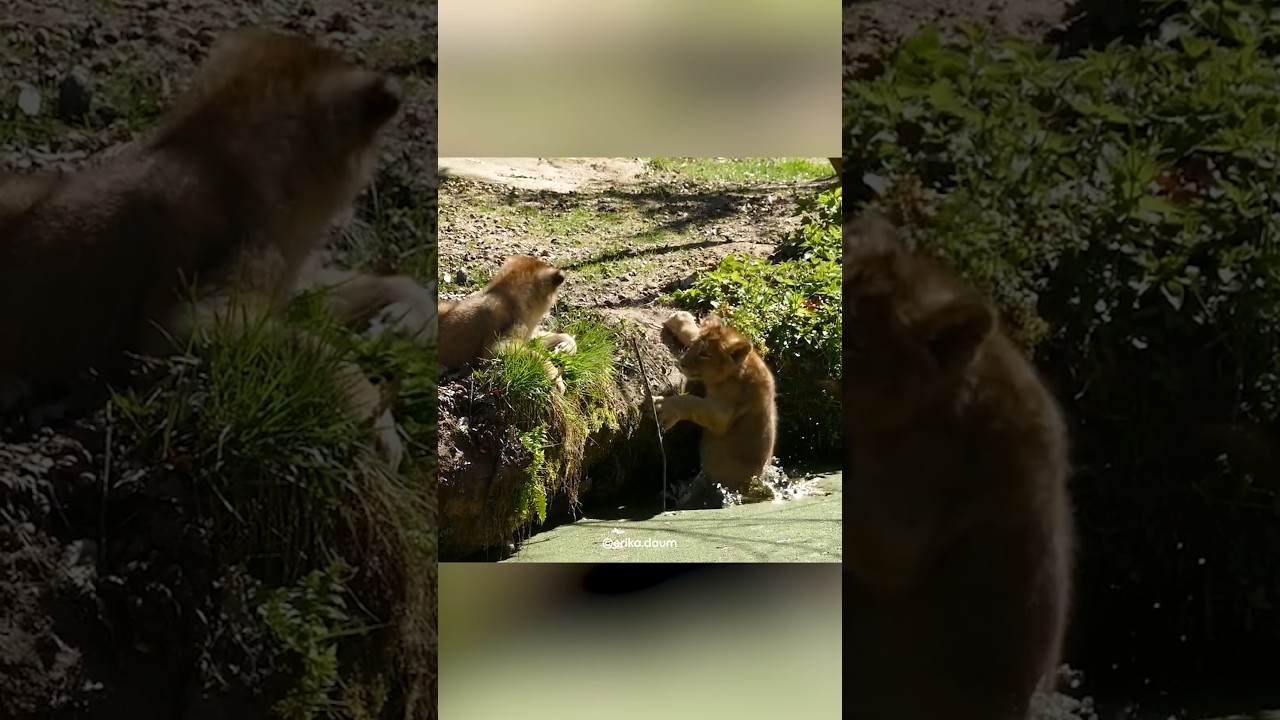 Спасение шло по плану, но появился лев