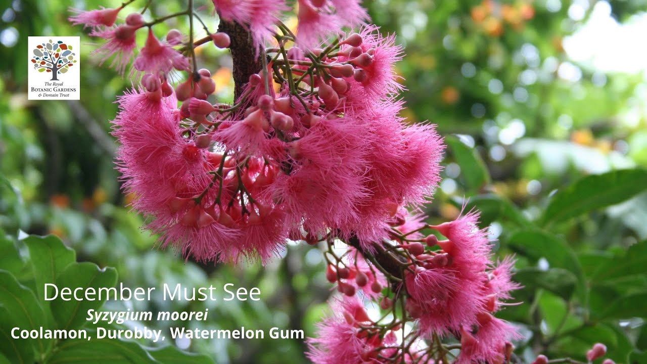 Syzygium moorei (Coolamon, Watermelon Tree)