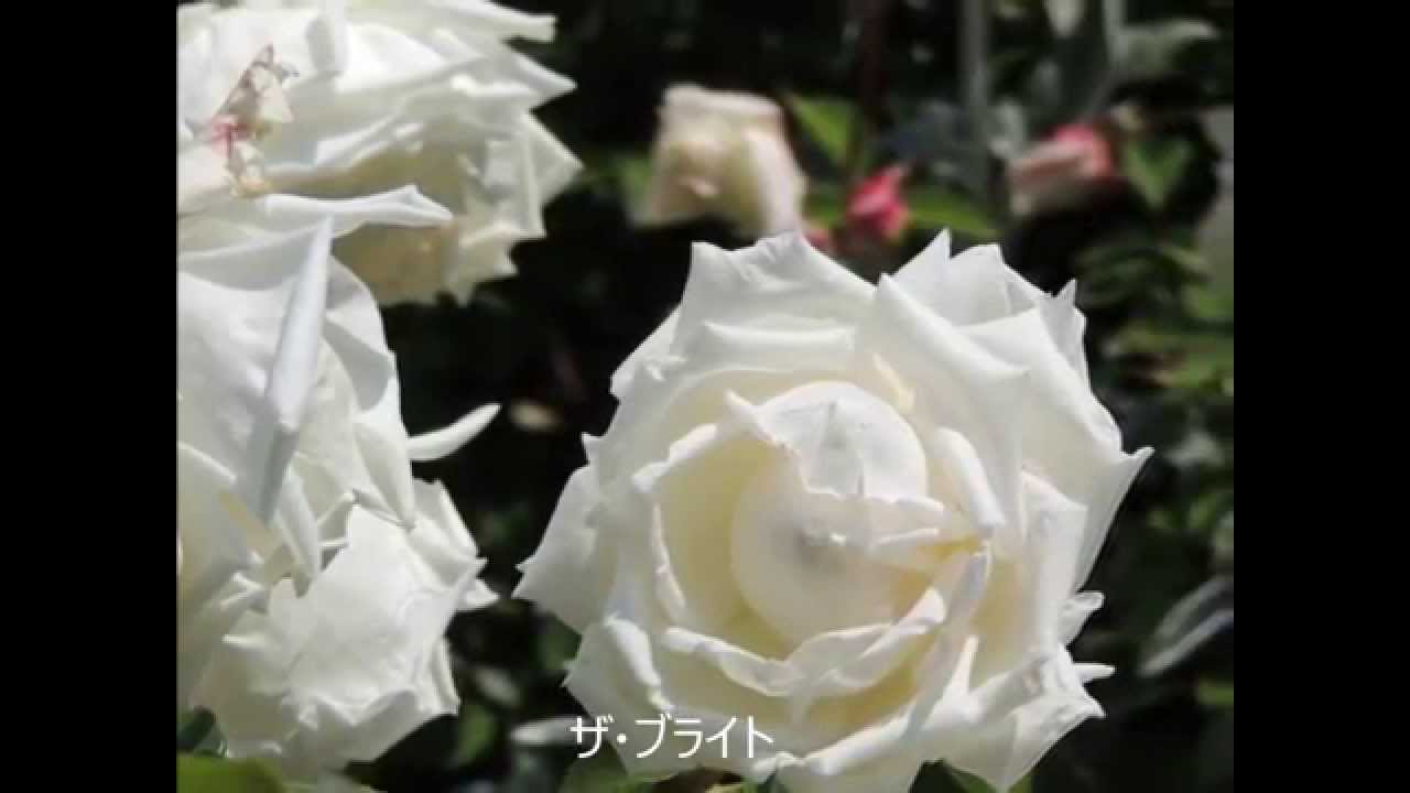 花菜ガーデン　オールドローズ   Kana Garden  Old Rose
