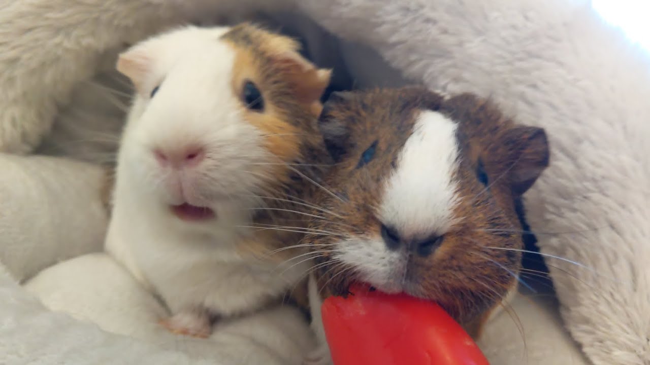 Can these guinea girls share a pepper?