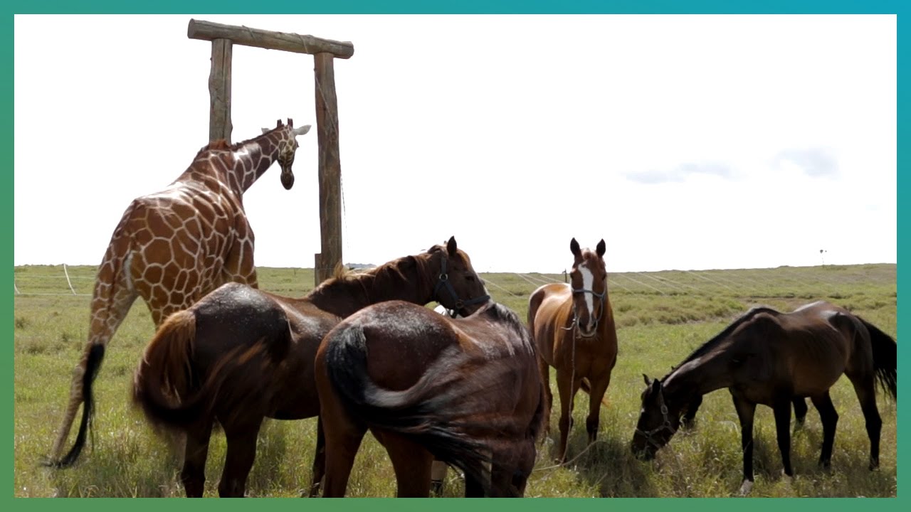 BFF: Giraffe and Horse | Kenya Expedition | BBC Earth Explore