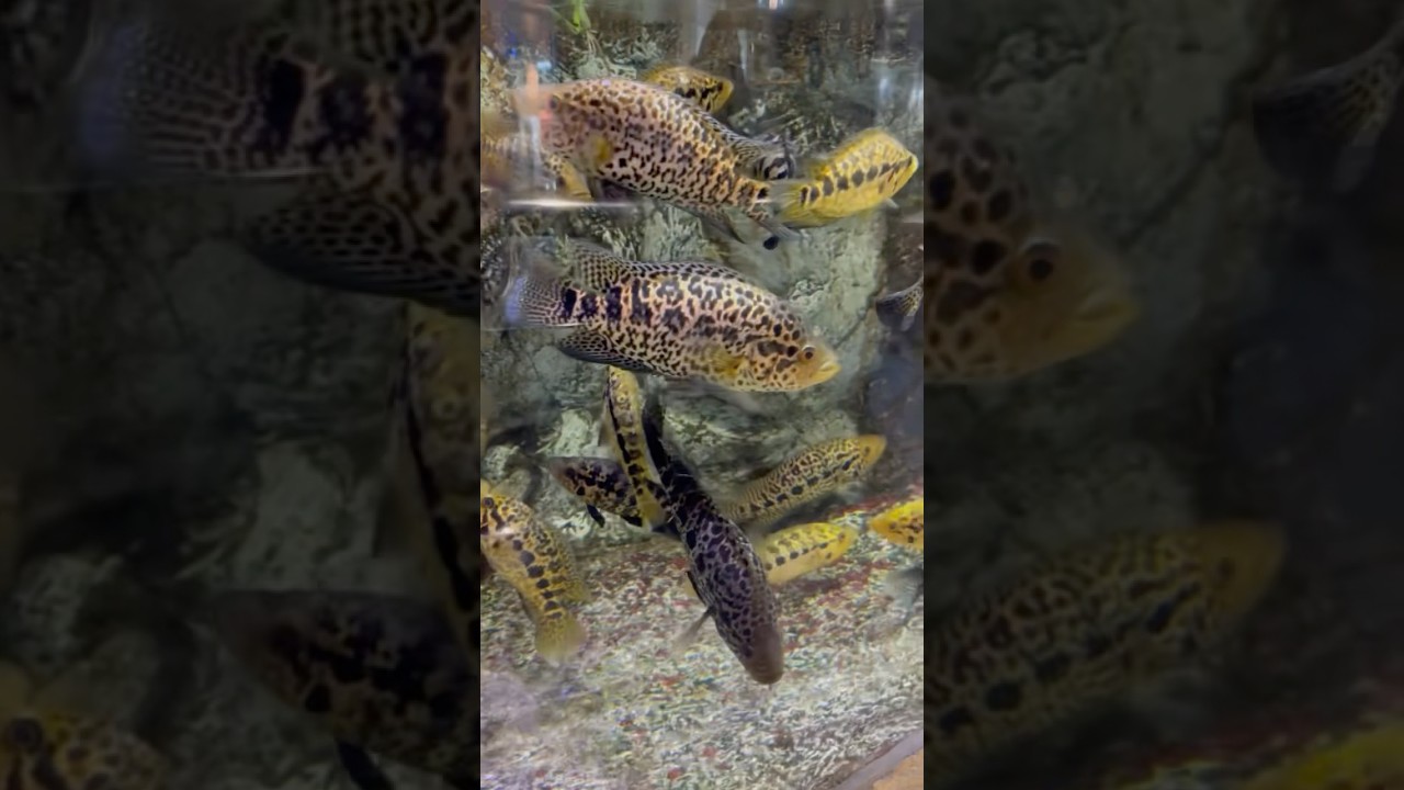 Incredible Tank Full of Jaguar Cichlids 🐆
