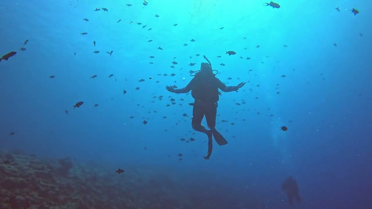Palau 2026 Turtle wall