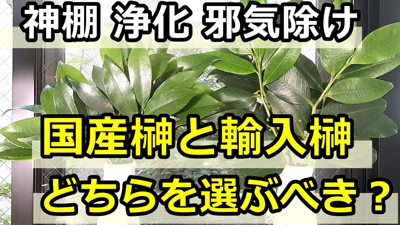 【神棚】国産榊と輸入榊どちらを選ぶべきか？ 浄化 邪気払い 効果の違いなど
