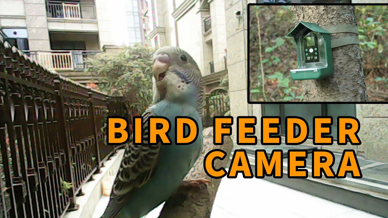 E-Sky  | Can It Record Bird Activity?  1080p Camera With Feeder For Bird Watching!