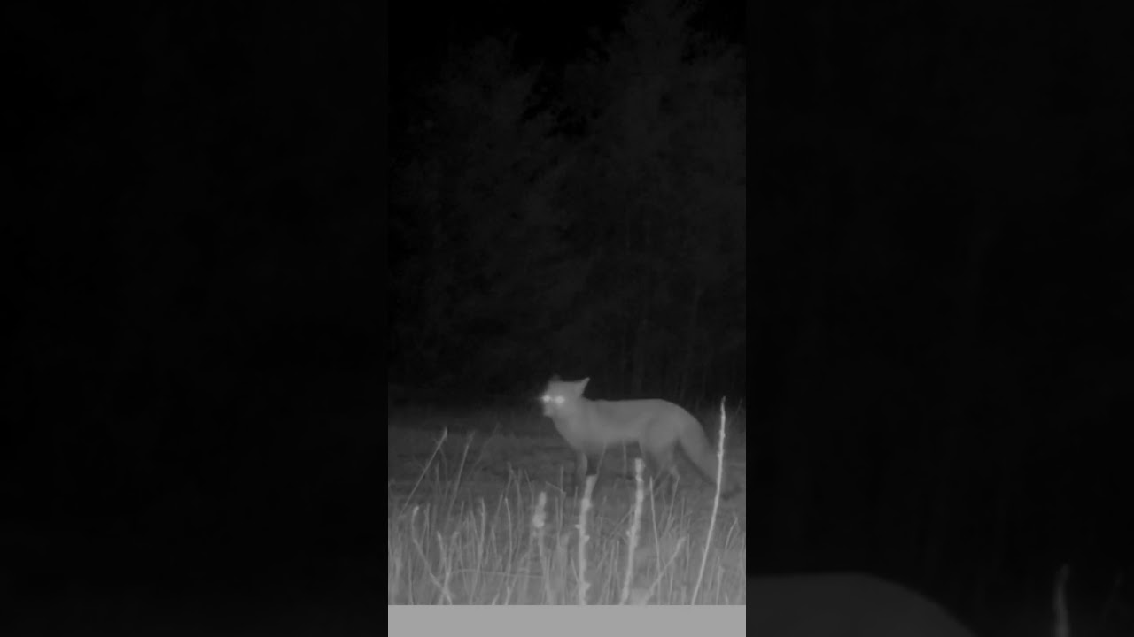 Fox in the wind 🦊 #shorts #short #animals #fox #trailcam #gamecamera #nightvision
