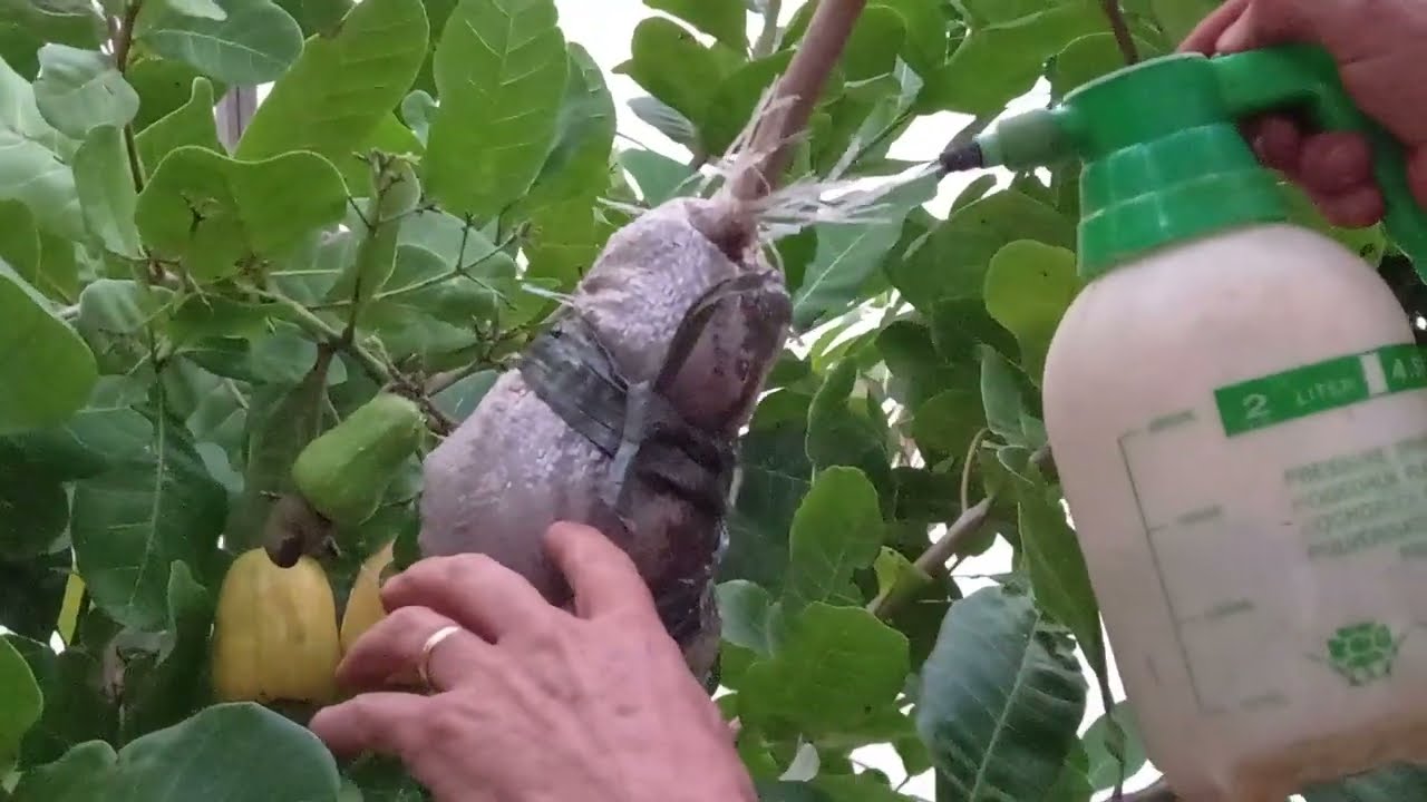 COMO FAZER ALPORQUIA NO CAJUEIRO