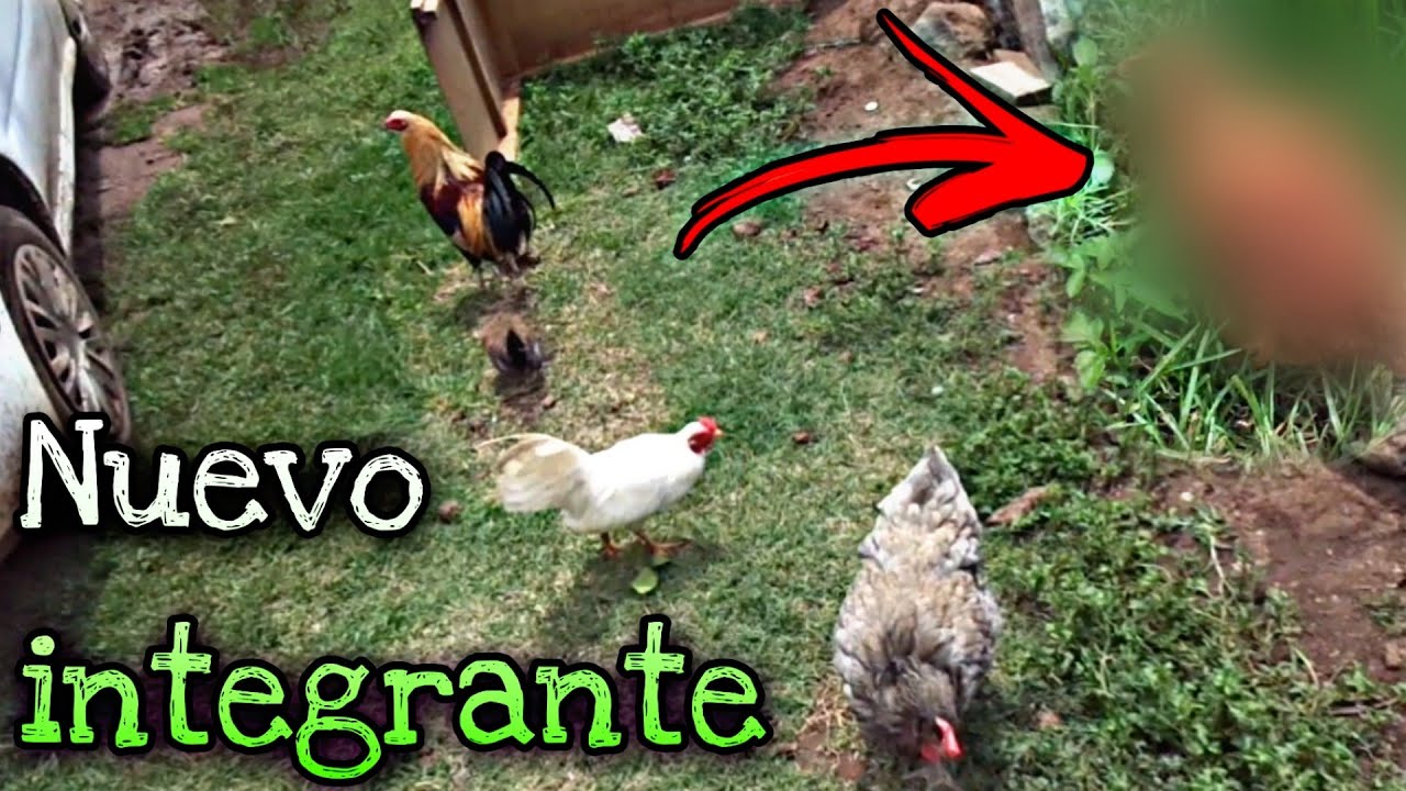 Dejamos LIBRES a mis pollos en el dia! MIS ANIMALES COMIENDO/ Le hacemos Unas 