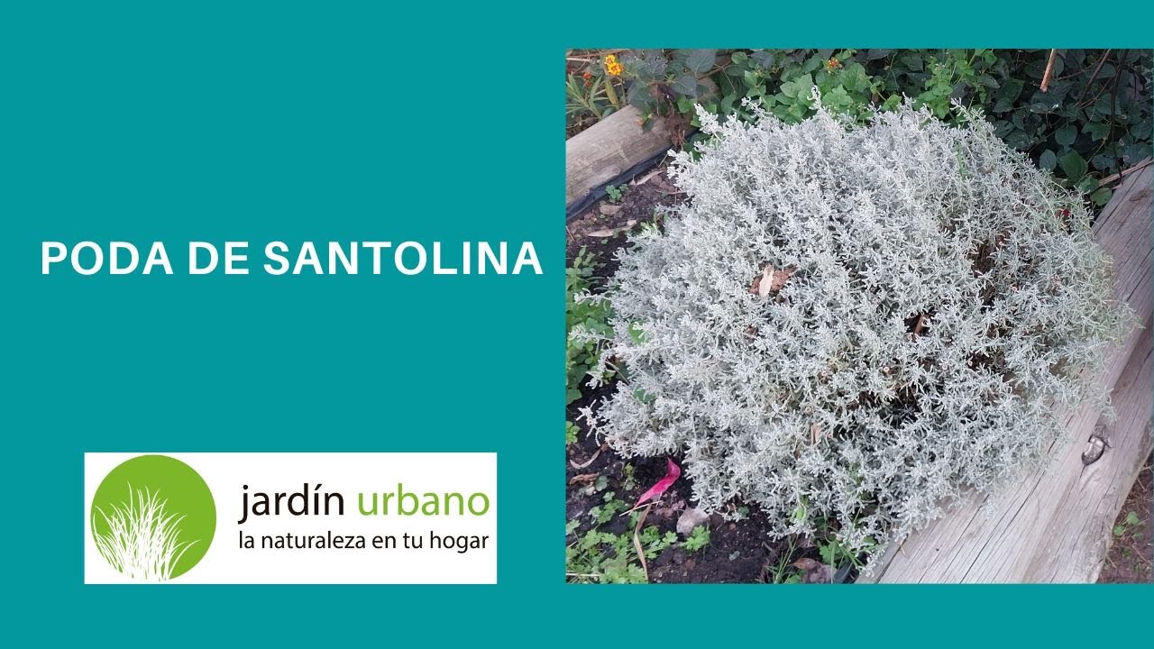 Poda de  Santolina