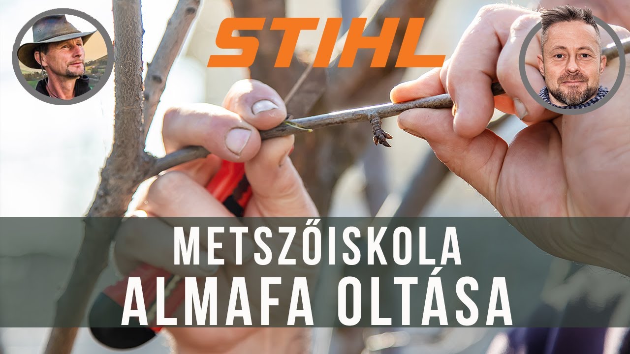 Almafa oltása | STIHL metsző-iskola