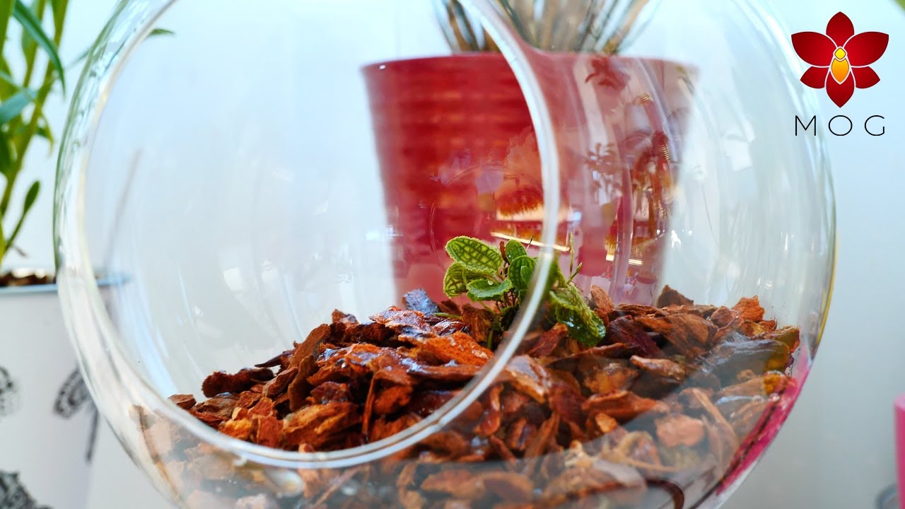 The cutest Orchid Houseplant You Can Grow in a Glass Orb Mini Terrarium! - Lepanthes calodyction