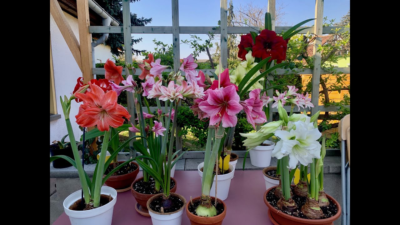 Amaryllis in bloom (Hippeastrum tour)