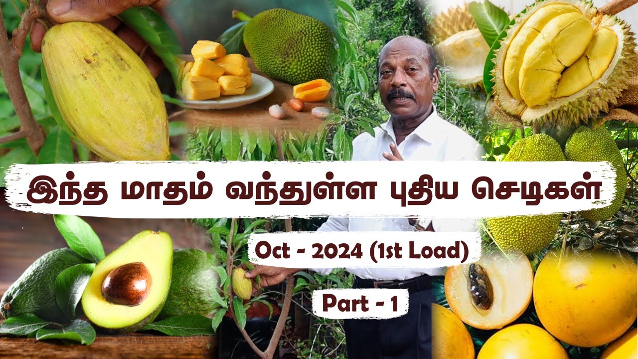 OctLoad - Pt 1🌟வீட்டில் பருவமழையில் வளர்க்கக்கூடிய சிறந்த செடிகள் | Best Monsoon Plants Now in Stock