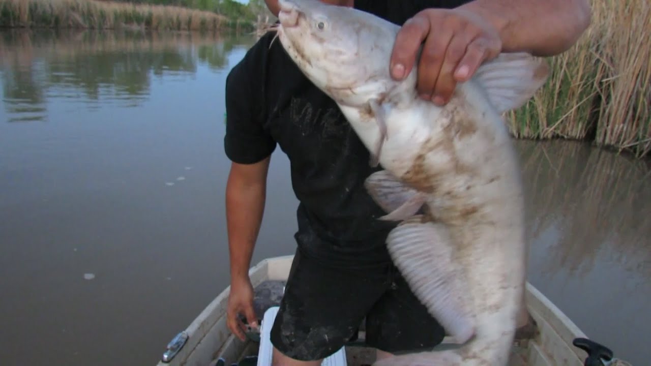 Chum Bait vs Clam Juice Bait Trotline Edition