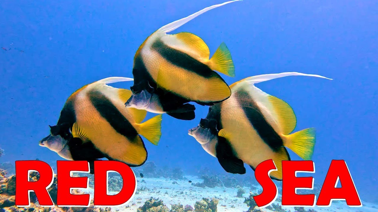 Beauty of Coral Reef Life - Red Sea Soma Bay - Very High Quality - 4K
