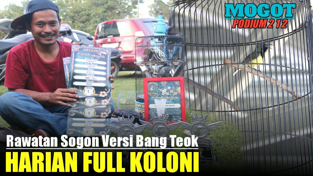 MOGOT PODIUM  2 1 2 || Bongkar Rawatan Sogon Harian Full Koloni Versi Bang Teok Depok