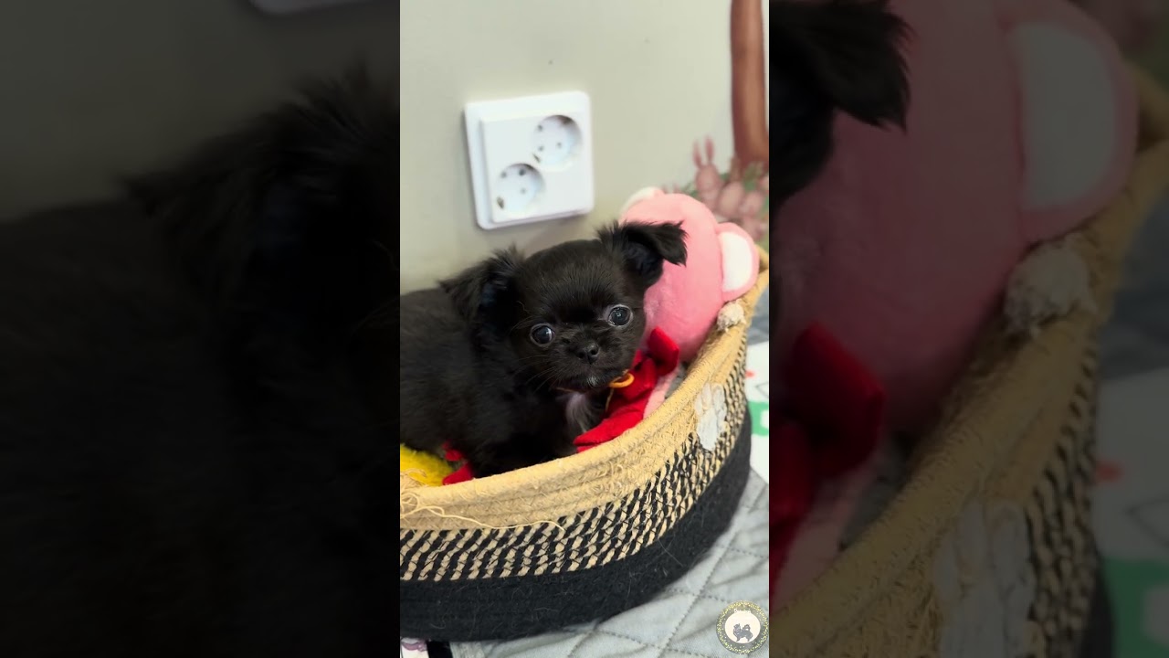 Puppies everywhere 💟