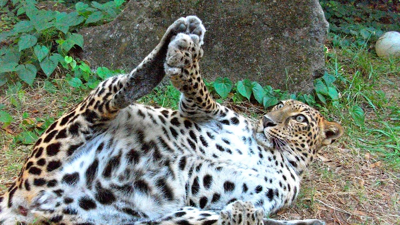 Goofy Leopards!
