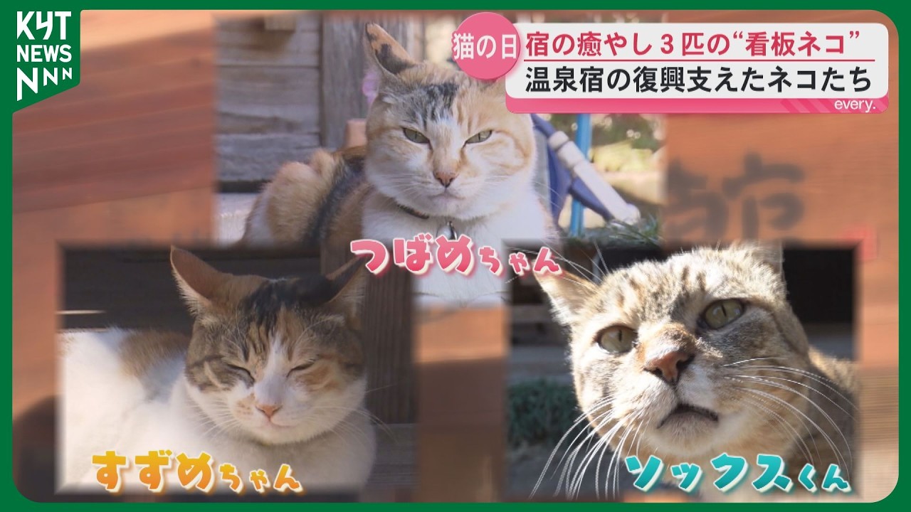 【ネコの日】歴史ある温泉宿の3匹の看板ネコ　記録的大雨からの復旧　ネコに支えられ取り戻した日常