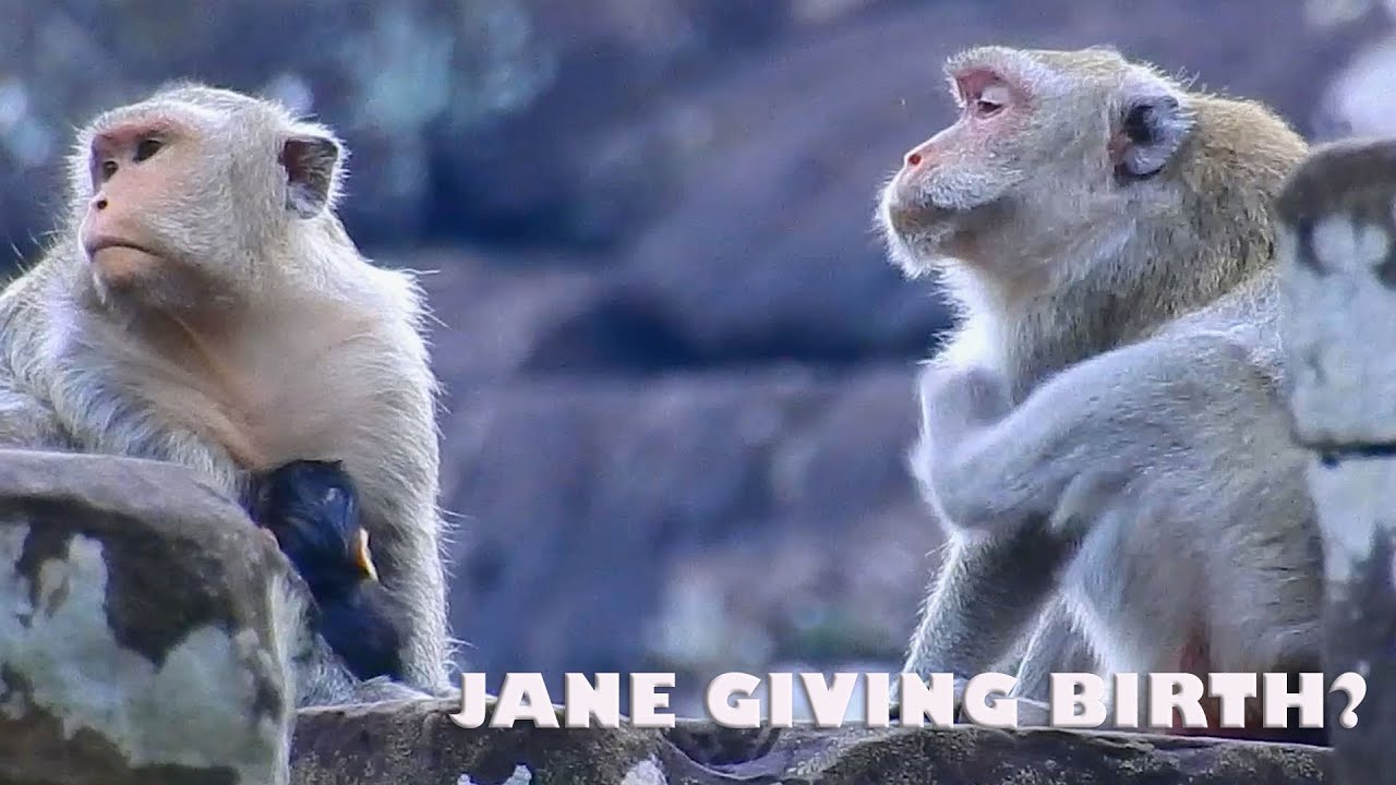 Jane try to give birth on rock