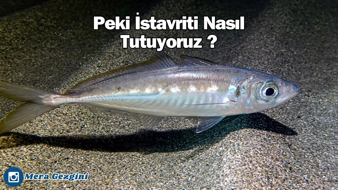 MARMARA' DA BALIK NEREDE ? BANKO MERA !!!