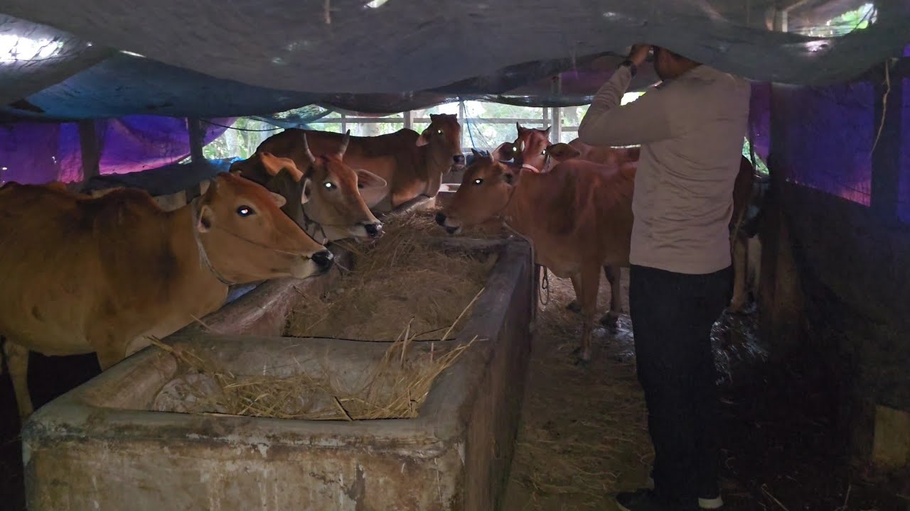 শহরের কোলাহল ছেড়ে গ্রামের বিকেল 🐄🌿