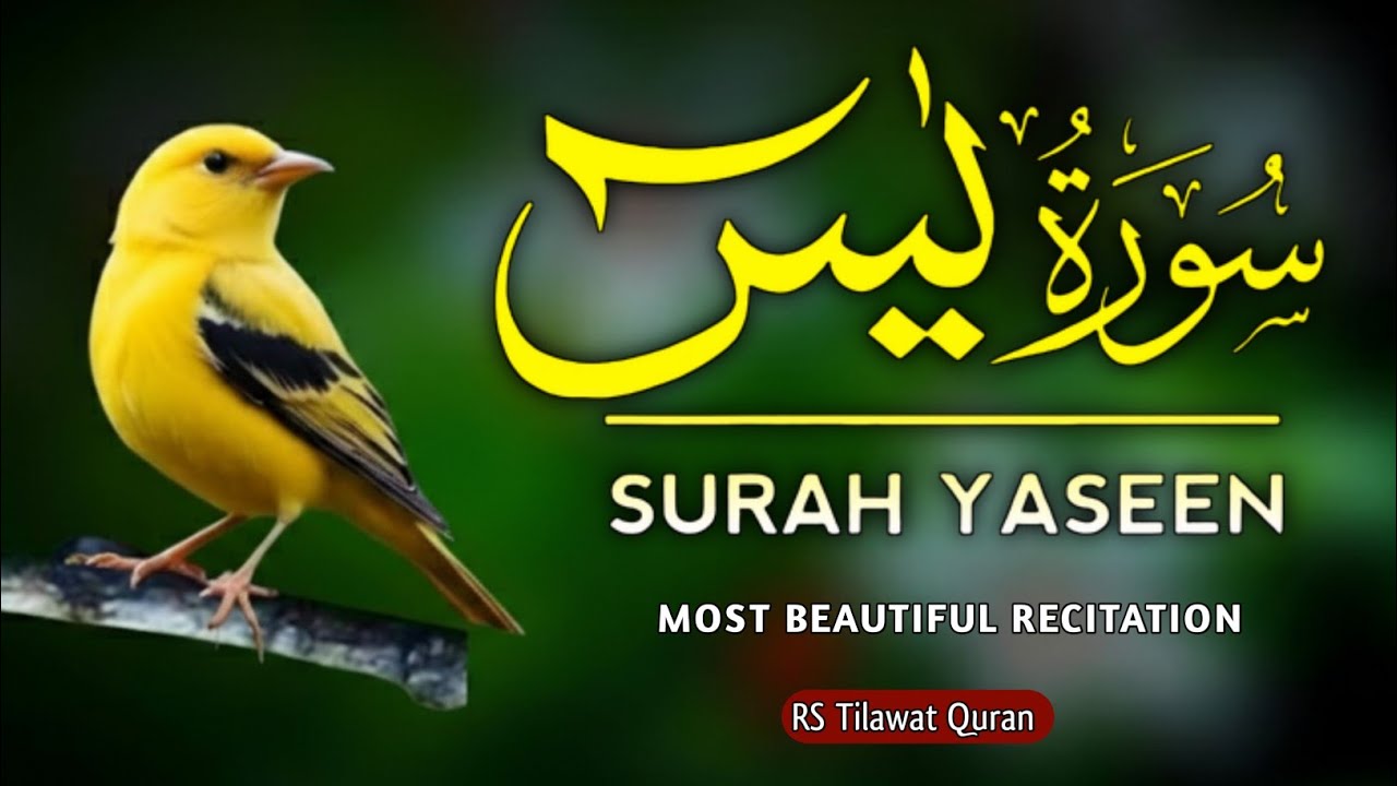 Surah Yasin Yaseen ( سورة يس ) |Full WithArabic Text | Sheikh Alaa Aqel | RS Tilawat Quran 