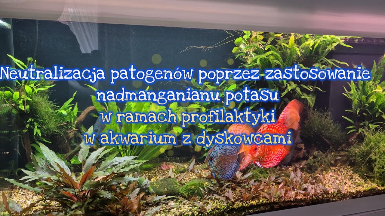 Neutralizacja patogenów poprzez zastosowanie nadmanganianu potasu w akwarium z dyskowcami