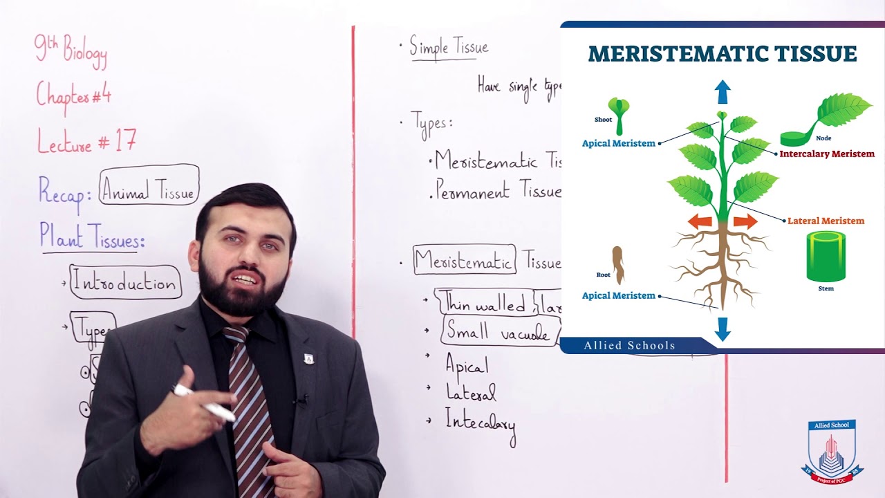 Class 9 - Biology - Chapter 4 - Lecture 17 - Plant Tissues - Allied Schools