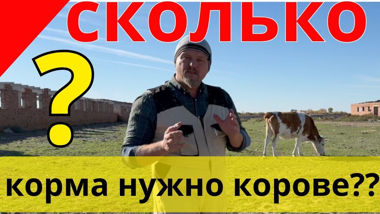 А сколько ест корова в день? А бычки на откорме?