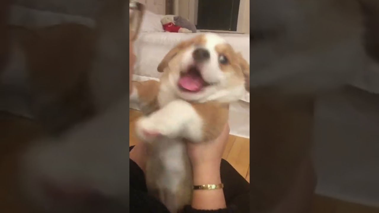 SASSY CORGI