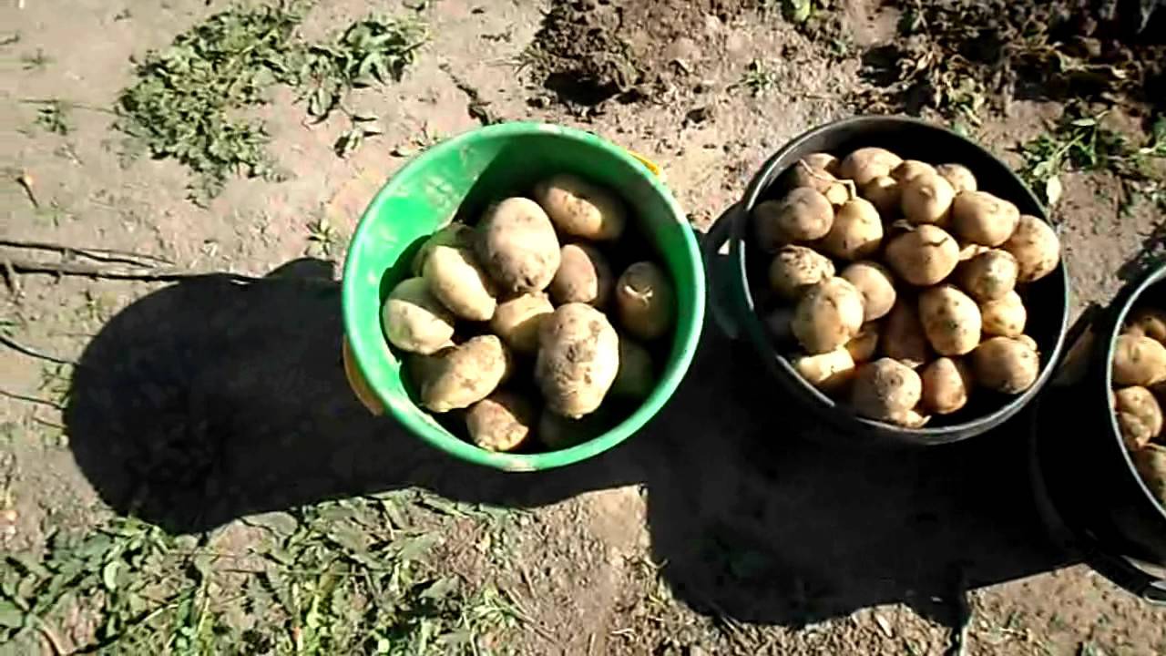 Картофель из семян  Второй сезон. Ассоль, Милена, Триумф, Реванш, Фермер.