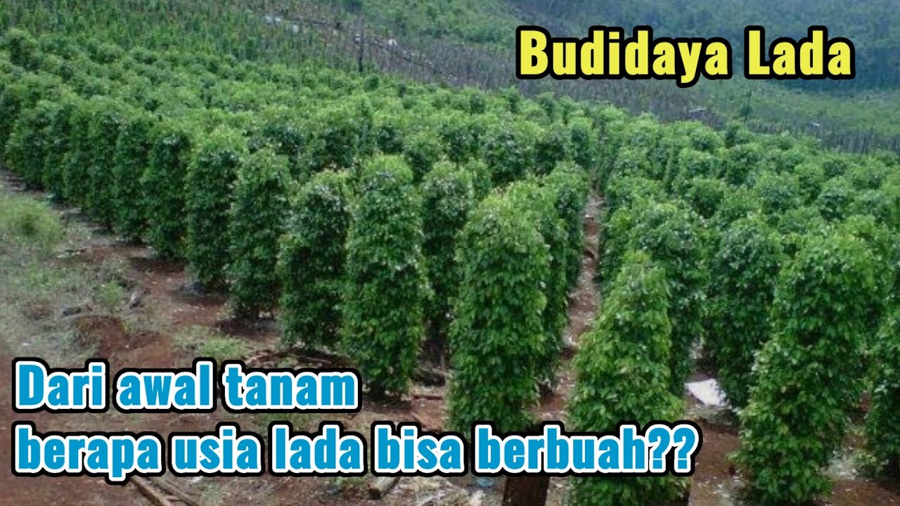 AWAL TANAM SAMPAI BERBUAH‼️MENANAM LADA DENGAN BIBIT PILIHAN AGAR CEPAT BERBUAH.