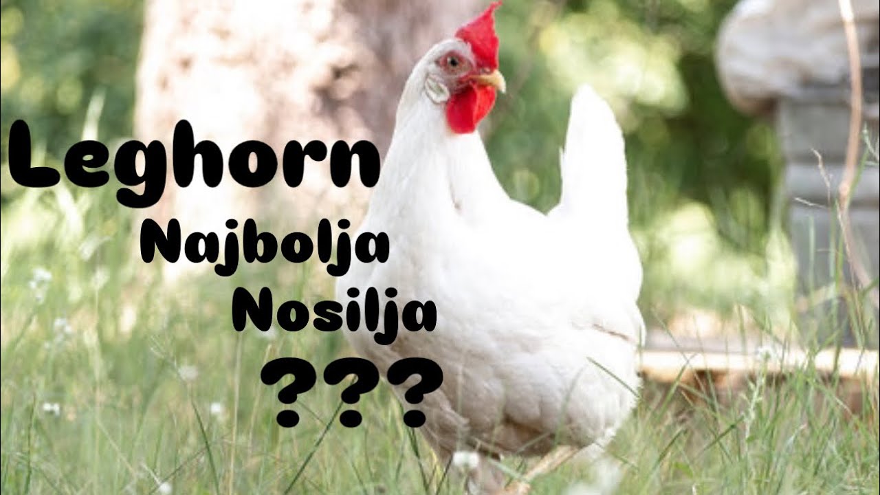 Da li je Leghorn najisplativija i najbolja nosilja moja iskustva? Sve o Leghornu(nošenje zimi/ljeti