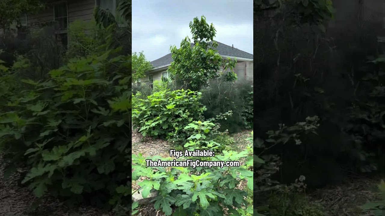 This Zone 6 Food Forest GREW Like CRAZY! 🌳🍓 (30 Second Timelapse)