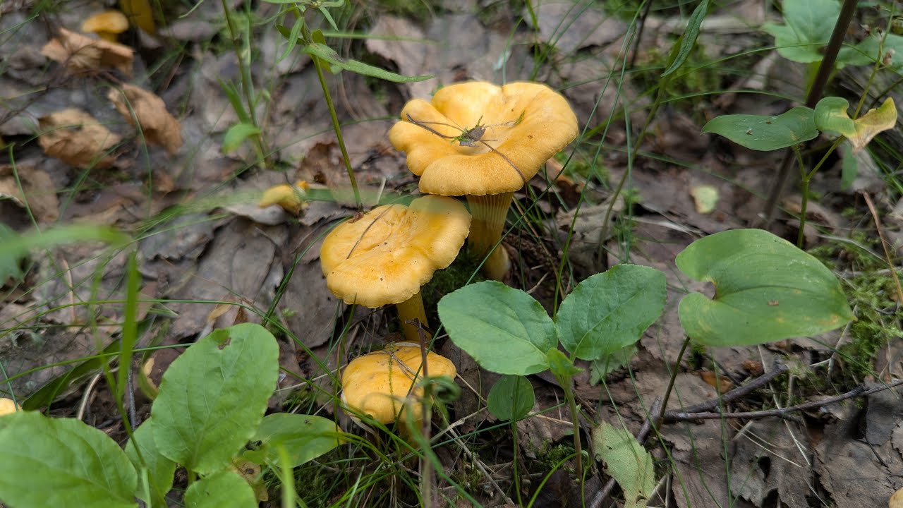 Лисичка настоящая (Cantharellus cibarius). Как выглядит гриб на месте произрастания.