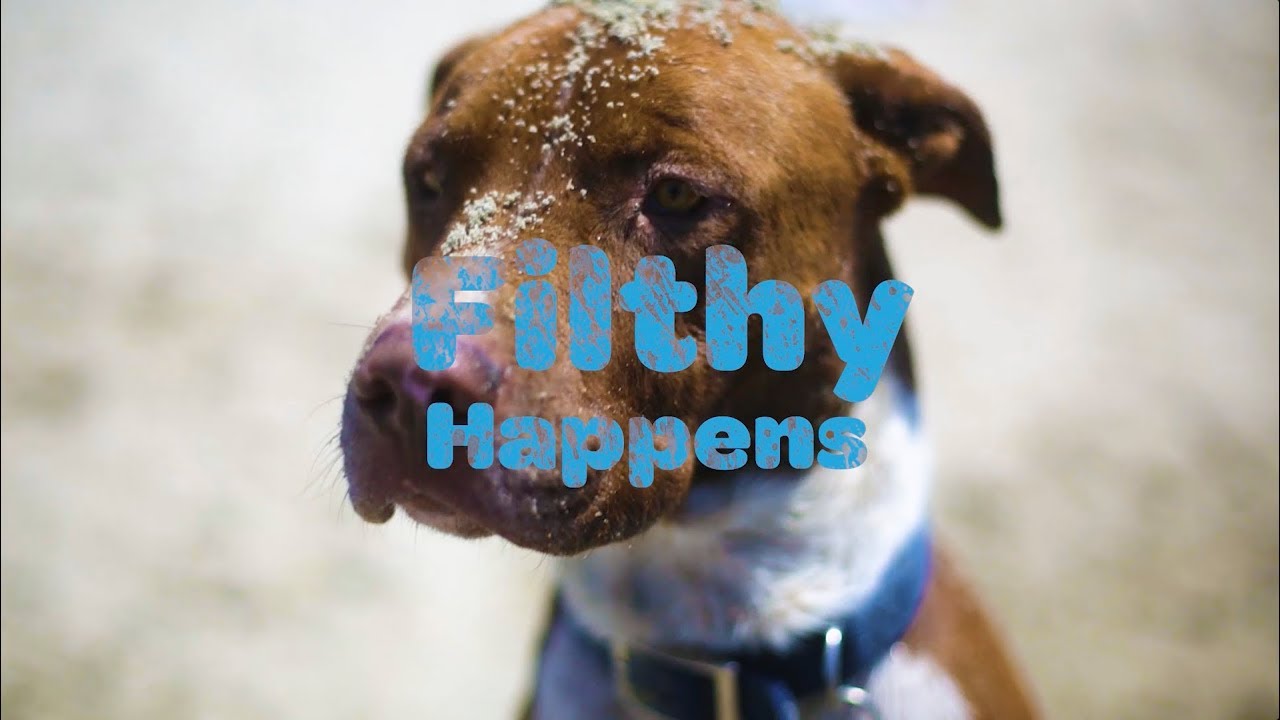 A Pit Bull Plus the Beach - Vetericyn FoamCare