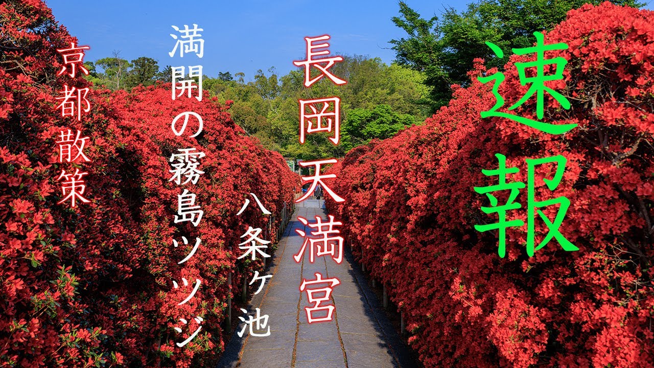 [京都散策]長岡天満宮　満開の霧島ツツジ　kyoto 4K 速報