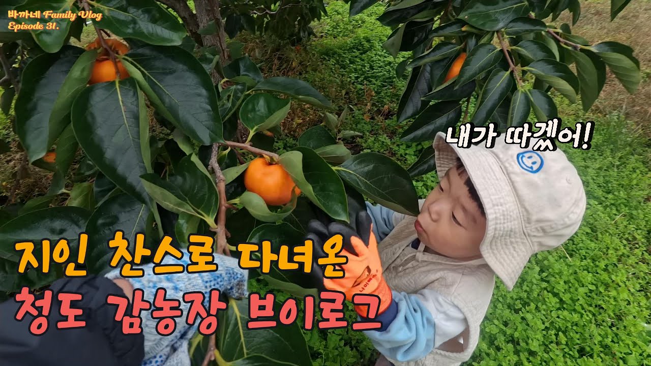 [청도 감따기 Vlog] 지인 찬스로 다녀온 청도 감농장!! 감따기+강아지+흙장난까지 완벽한 하루!