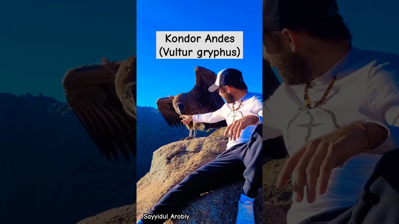 Burung Bangkai/Kondor Andes (Vultur gryphus) 