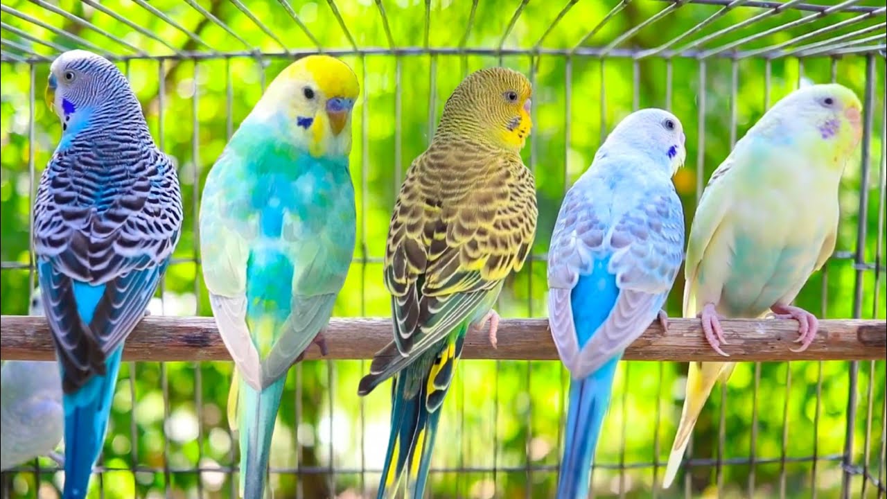 Happy Singing of Cute Parakeet Budgie Birds 10 Hr, Listen to Nature Bird Songs, Reduce Stress