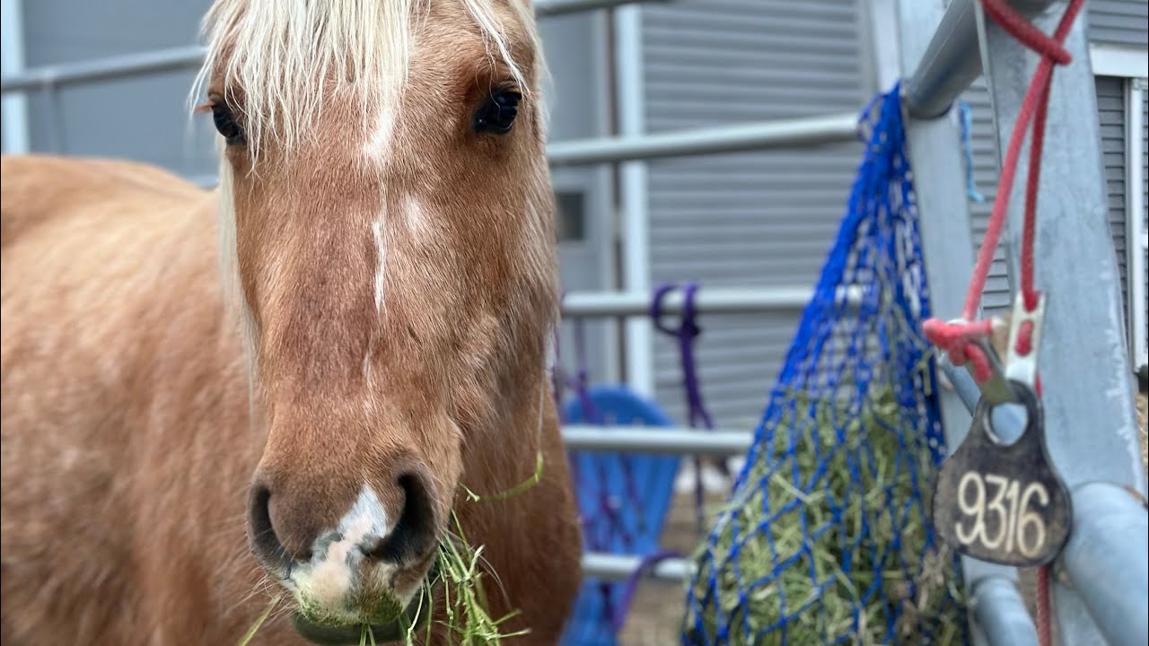 Tag Removal Day!!!! - Gentling Puzzle The Mustang 