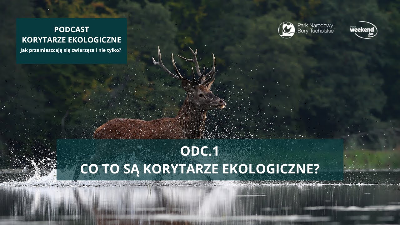 PODCAST: Co to są korytarze ekologiczne?