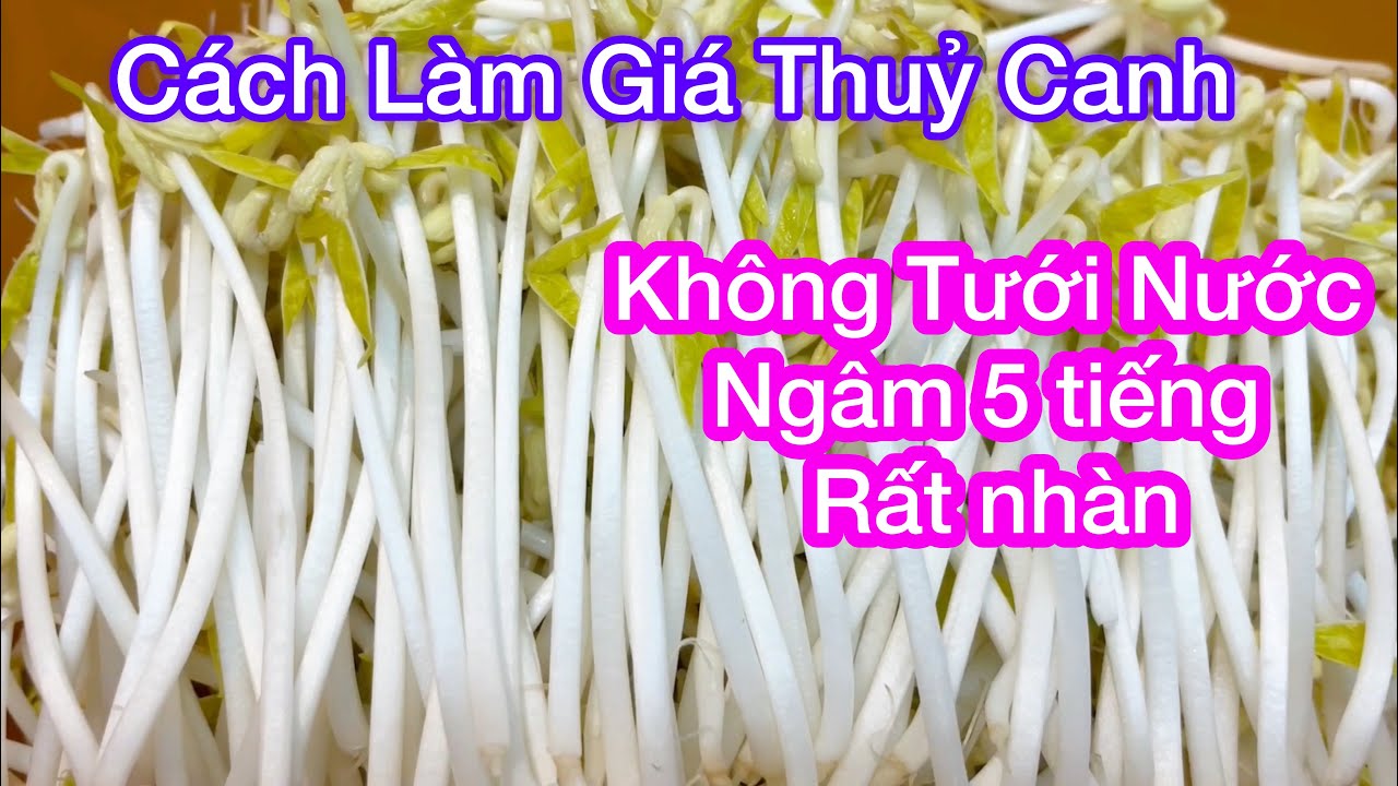 Cách làm Giá Đỗ Thủy Canh Đơn Giản Nhất Không Cần Tưới Ai Cũng Sẽ Làm Được